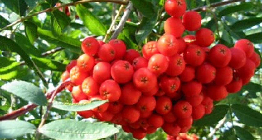 Петр и Павел Рябинники 