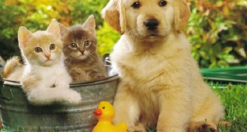 Всемирный день животных