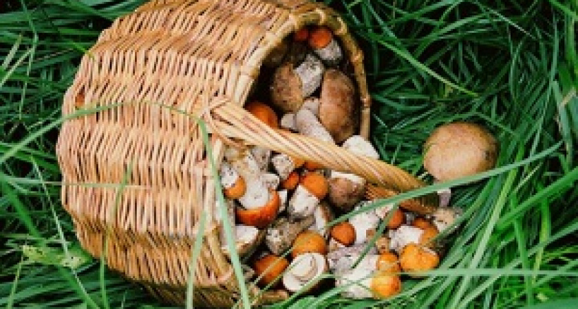 В Волгоградской области в сентябре отравились грибами 37 человек