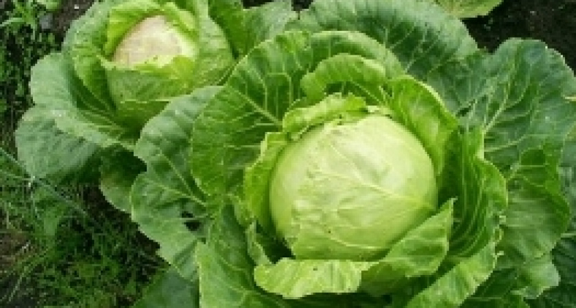 Сергей Капустник, Курятник Святой 