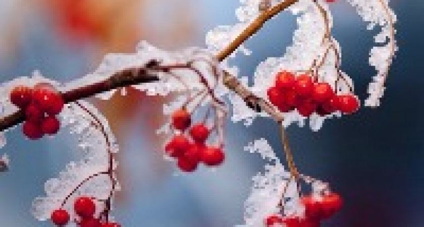 В Волгограде ожидаются первые заморозки