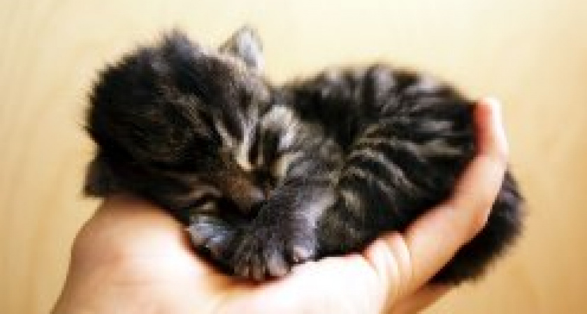 В Волгограде мужчина разобрал машину, чтобы спасти котенка