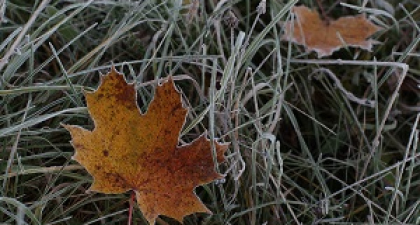 В Волгоградской области ожидаются заморозки