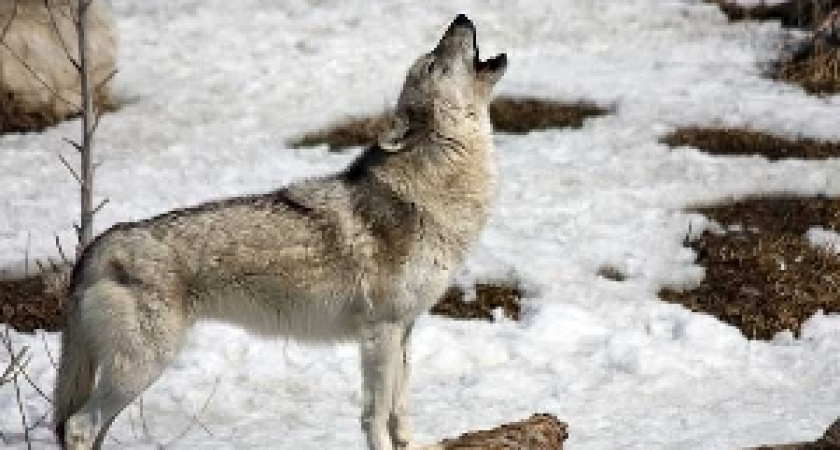 Артемьев день