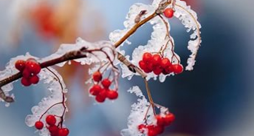 Дмитриев день