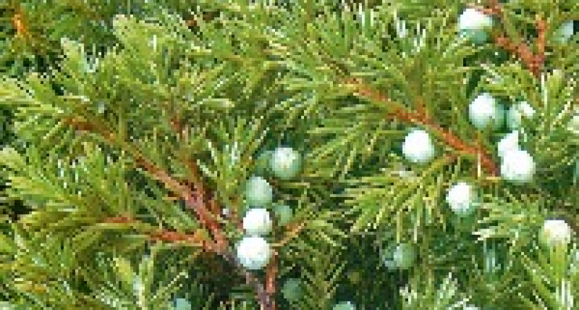 На Центральной набережной Волгограда высадили 36  саженцев можжевельника