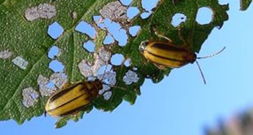 В Волгограде погибают деревья