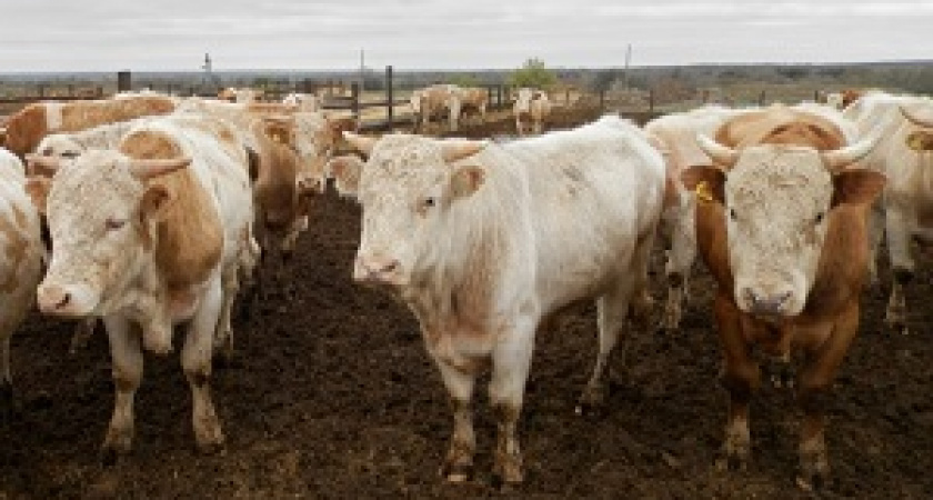 В Волгоградской области регулируют выпас скота 