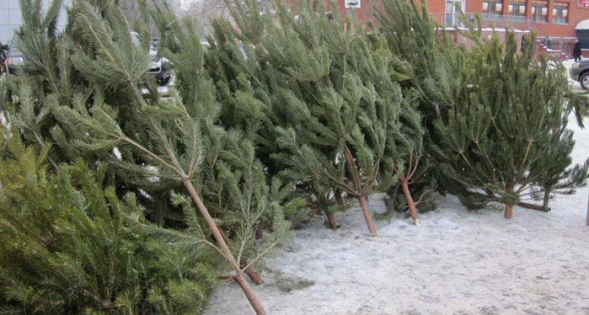 В Волгограде открылись  111  ёлочных базаров