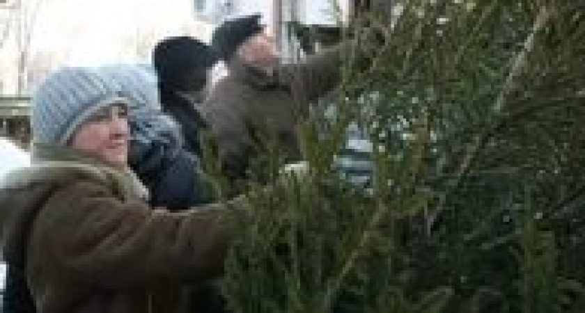 Под Волгоградом парень незаконно продавал елки