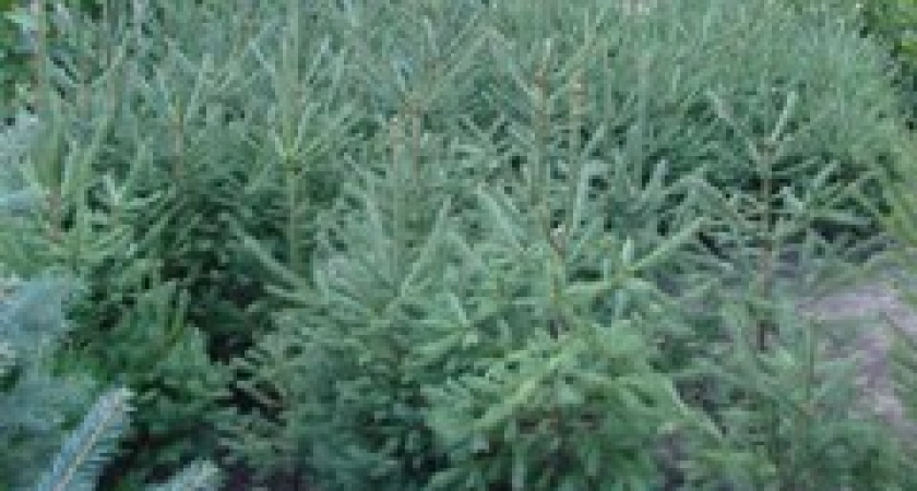 В Волгоградской области хвойные деревья находятся под охраной