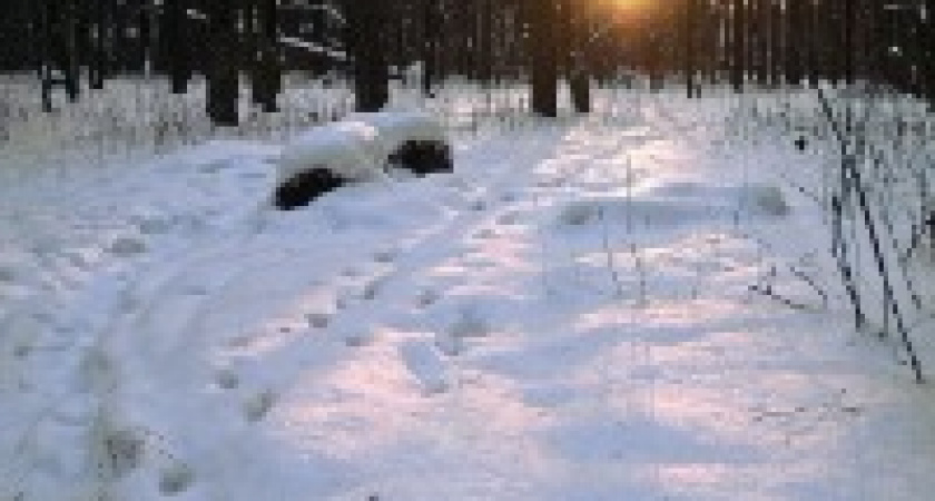 Под Волгоградом полицейские спасли охотника, заблудившегося в лесу