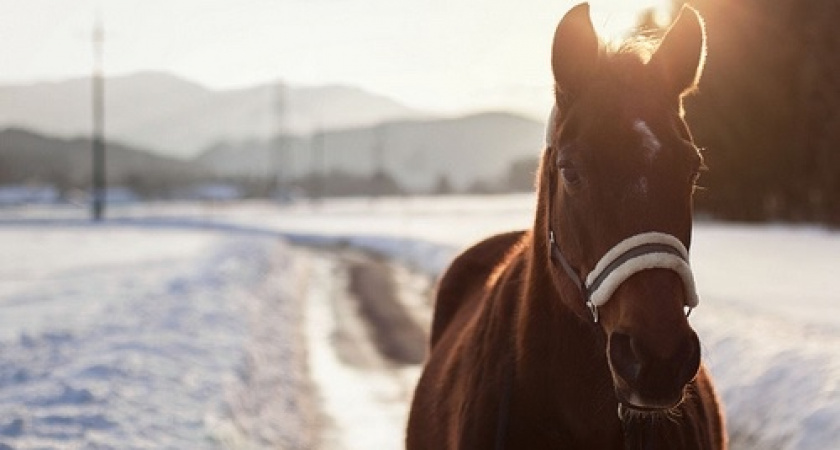 Степанов день