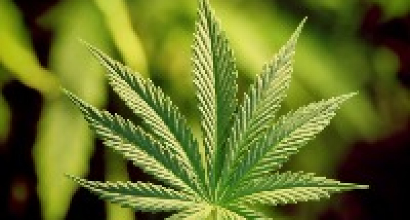 Под Волгоградом полиция обнаружила нарколабораторию с 12 кг марихуаны