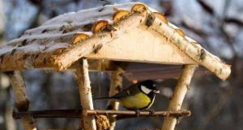 В Волгоградской области провели «Марафон помощи птицам»