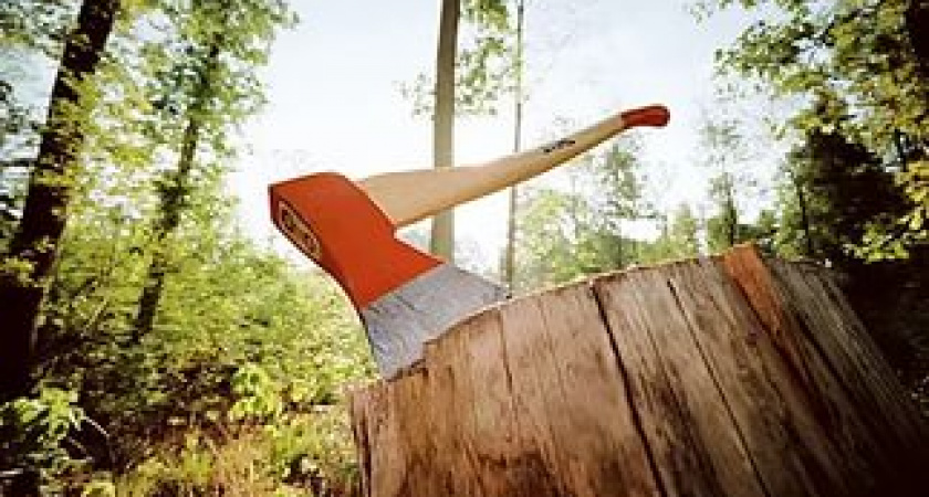 В Краснослободске безработный незаконно срубил  два ценных дуба