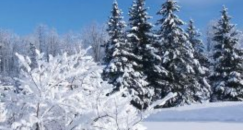 В Волгоградской области к концу недели придут морозы