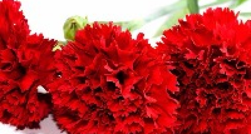 В Волгограде наградили защитников и жителей блокадного Ленинграда