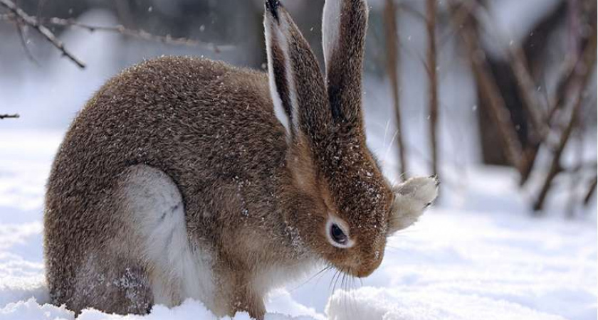 В Волгоградской области  завершена охота на зайца-русака