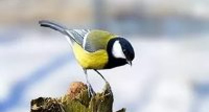 Григорьев день