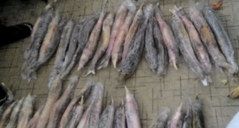 В Волгограде у пенсионера изъяли чёрную икру и стерлядь