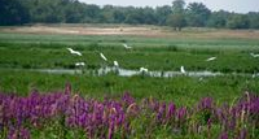 Волго-Ахтубинской пойме хотят придать статус всемирного значения