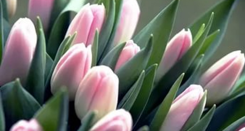 В Волгоградской области зацвели более 30 тысяч тюльпанов