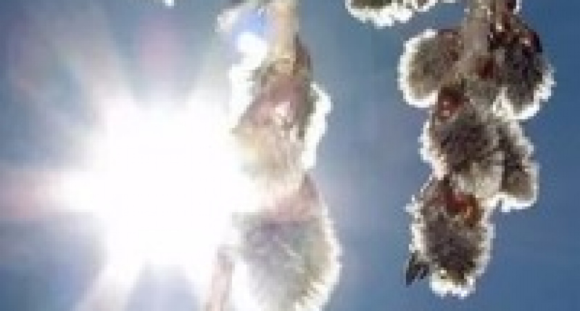 8 марта в Волгограде будет солнечно и тепло