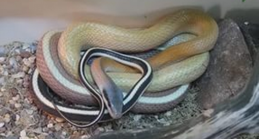 В Волгоградской области заблокированы 5 сайтов по продаже редких змей