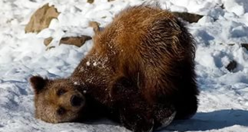 Евтропиев день