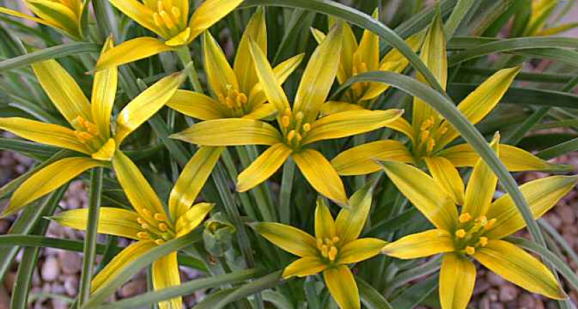 В Волго-Ахтубинской пойме зацвели первоцветы