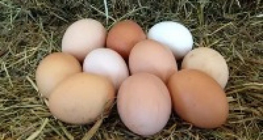 Наши яйца уезжают в Монголию