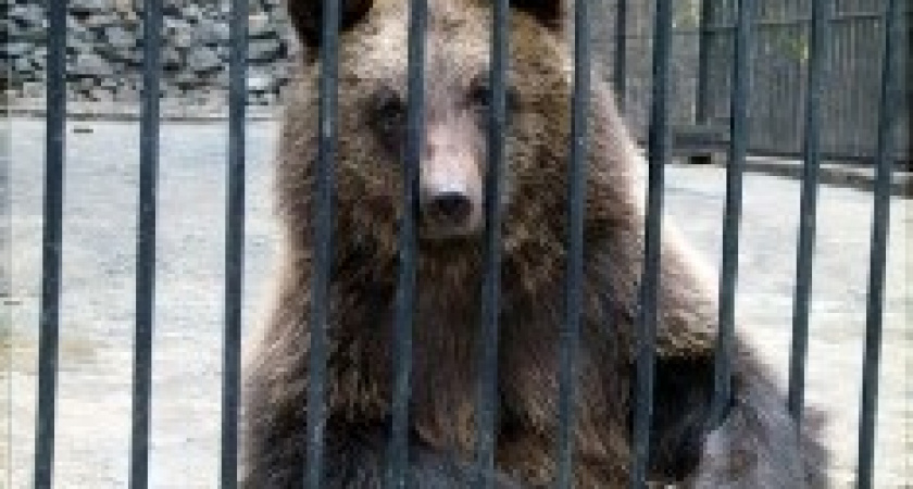 В Волгограде медведи обрели дом