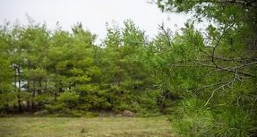 В Волгоградской области обработают леса от вредителей 