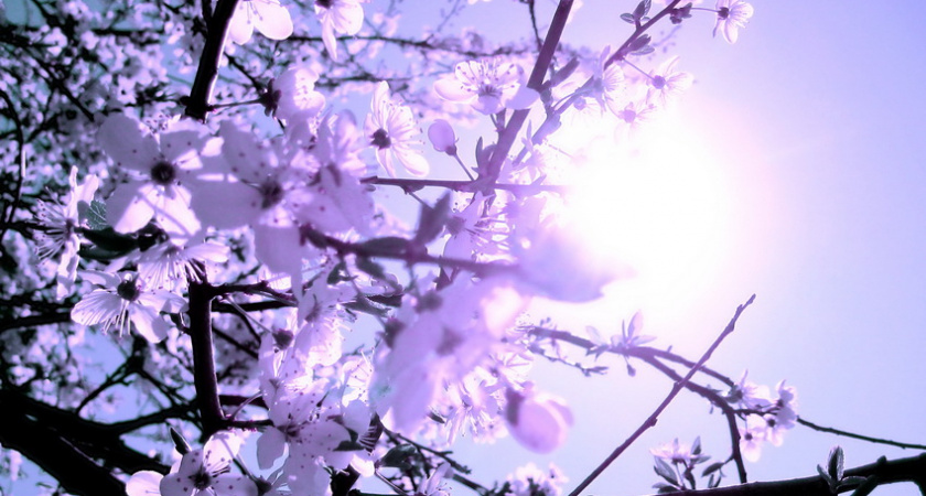 В начале недели в Волгограде столбик термометра поднимется до +20 ºС