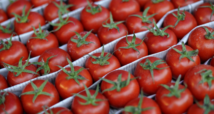 РФ терпит потери в «помидорной войне» с Турцией