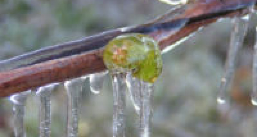 В Волгоградской области ожидаются заморозки до -5˚С