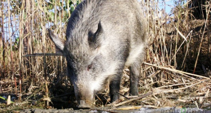 В Волгоградской области подсчитали охотничьи ресурсы