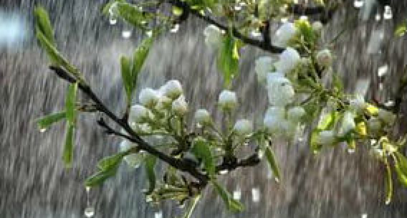 В Волгограде на выходных ожидаются дожди с грозами