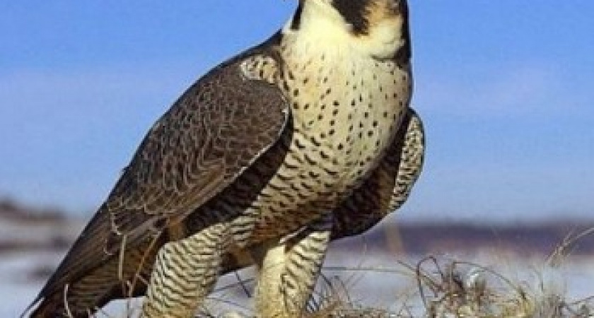 В Волгограде пересечена продажа краснокнижных птиц через интернет