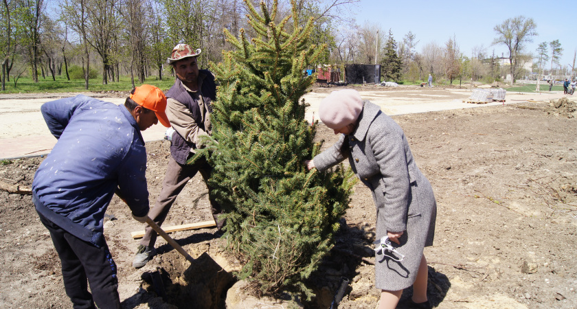 В Волгограде у подножия Мамаева Кургана высадили клены, рябину и ели