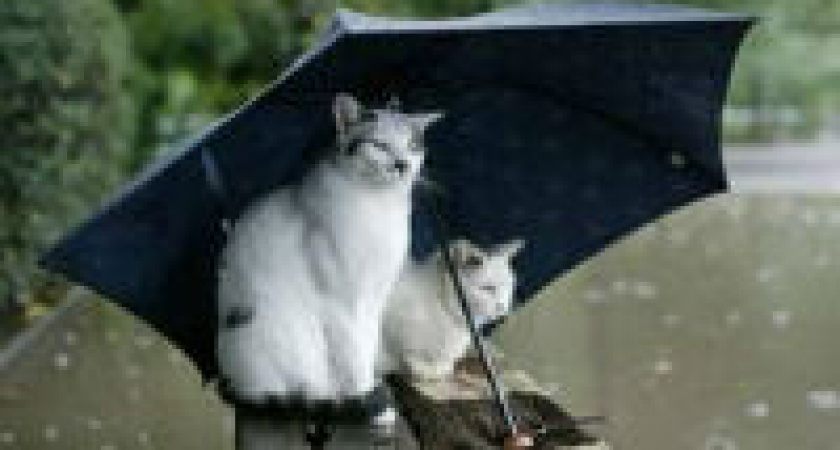 День рождения складного зонтика