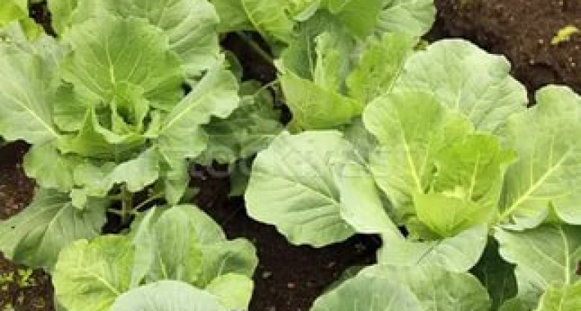 Арина Рассадница