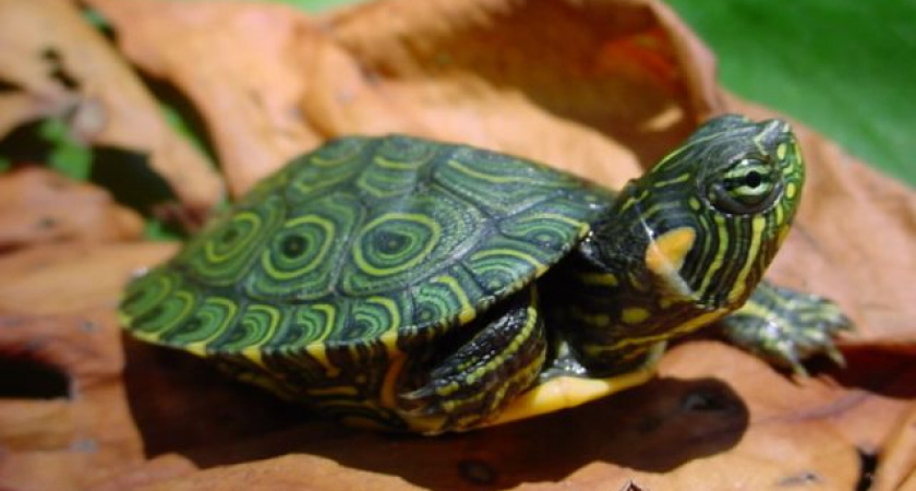 Всемирный день черепахи