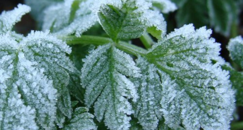 В Волгоградской области ожидаются заморозки