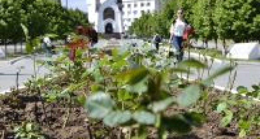 В Волгограде на Аллее Славы высадили более 1200 кустов роз