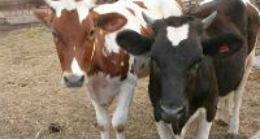 Под Волгоградом безработные браться  украли у селянина два бычка и забили на мясо 