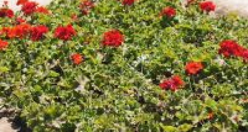 В Волгограде на 8-й Воздушной высадили 4 тысячи цветов