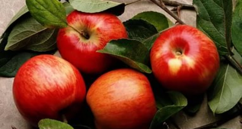За океаном вывели «космические» яблоки