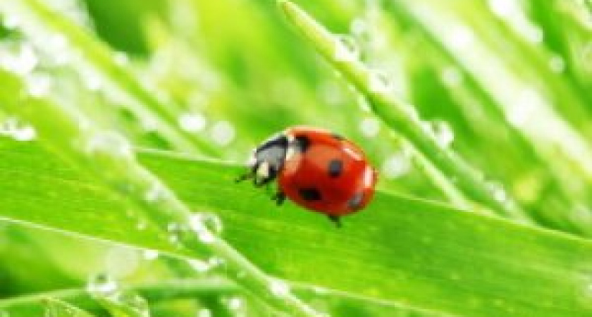 Иван – Медвяные росы